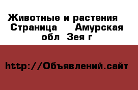  Животные и растения - Страница 2 . Амурская обл.,Зея г.